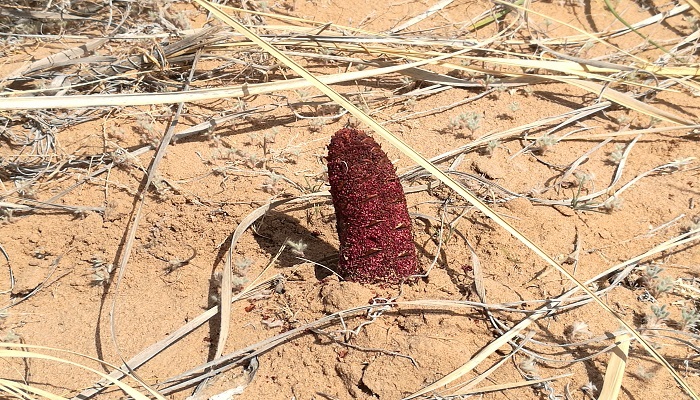 野生肉苁蓉怎么吃 野生肉苁蓉咋吃 野生肉苁蓉怎么吃 野生肉苁蓉咋吃