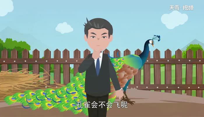孔雀会飞吗 孔雀能飞吗