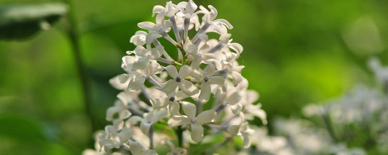 殷勤解却丁香结的意思是什么 殷勤解却丁香结的意思