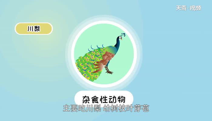 孔雀会飞吗 孔雀能飞吗