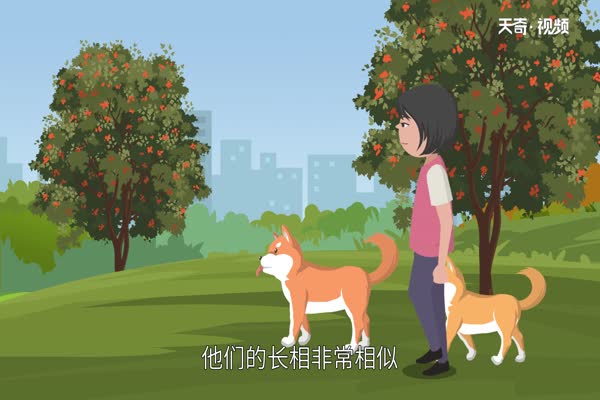 柴犬和秋田犬的区别 柴犬和秋田犬有什么不同