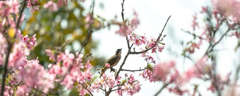 广东五花茶是哪五花 五花茶是什么