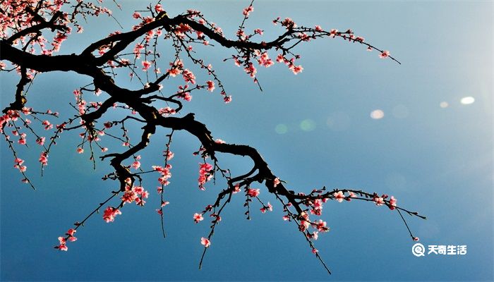 纵被春风吹作雪咏的是哪种花 纵被春风吹作雪说的是哪种花