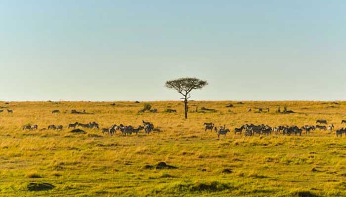 非洲发达国家有哪些