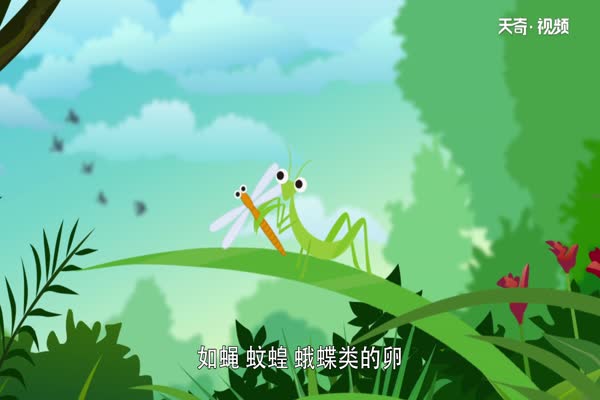 螳螂是益虫还是害虫 螳螂是益虫吗