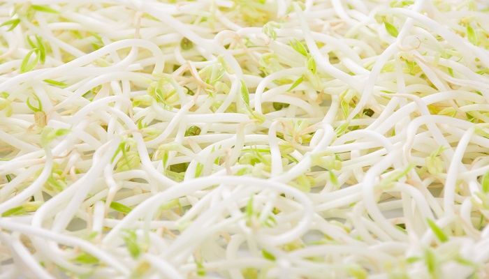 绿豆芽头为什么发紫 绿豆芽头会发紫吗