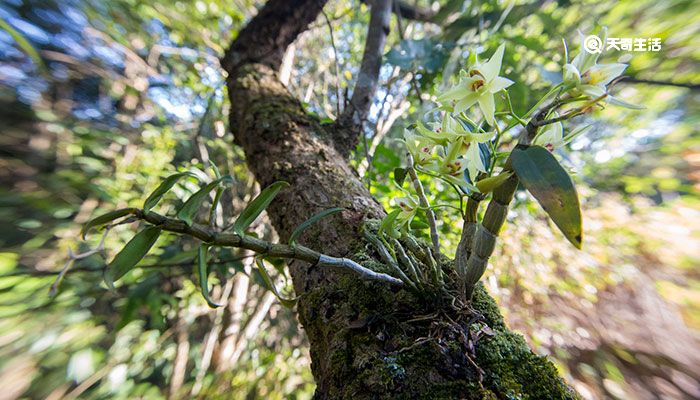 石斛的功效与作用 石斛的功效与作用禁忌