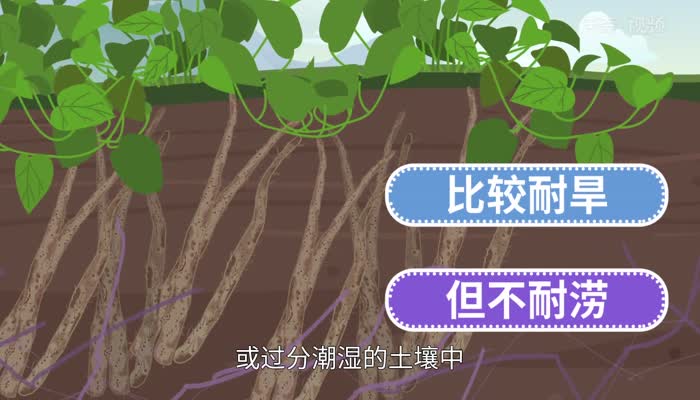 山药是什么 山药是什么东西