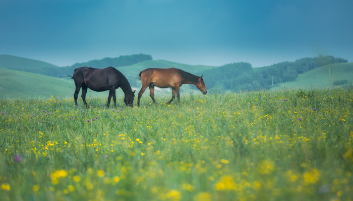 一骑绝尘代表什么动物 一骑绝尘的动物