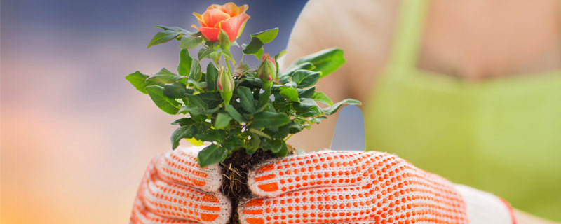  花中君子是什么花 花中君子是什么花名