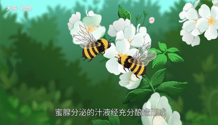 蜂蜜的种类 蜂蜜分几种