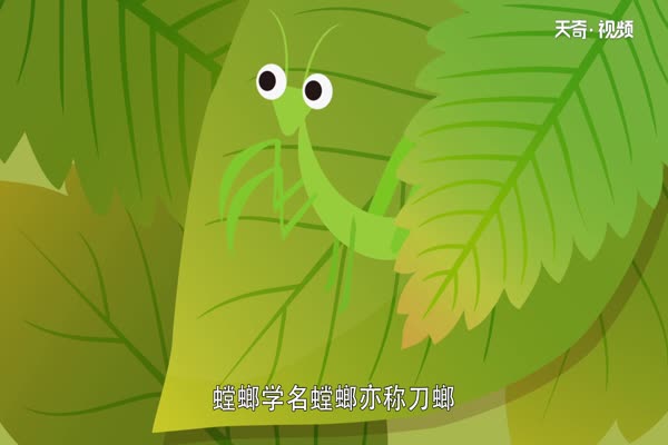 螳螂是益虫还是害虫 螳螂是益虫吗