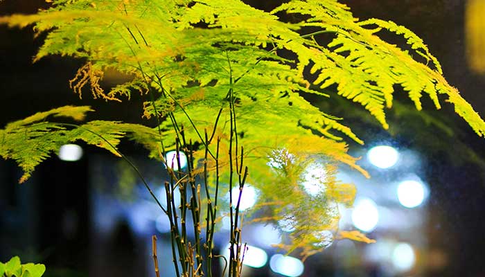 适合室内养的植物 适合室内养的植物有哪些