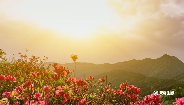 杜鹃花的养殖方法和注意事项 杜鹃花的养护