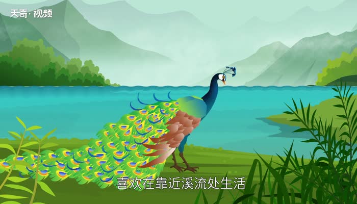 孔雀开屏是公的还是母的 什么情况下孔雀会开屏