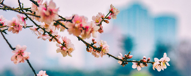 花朝节的风俗 花朝节有什么风俗