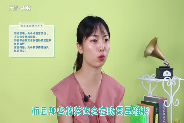 兔子怎么养才不臭 兔子有味怎么办