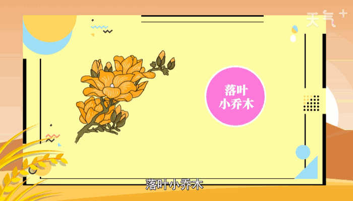 木兰花花语 木兰花花语是什么