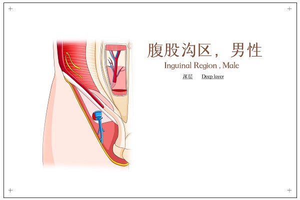 拍打腹股沟的功效与作用 拍打腹股沟有什么好处