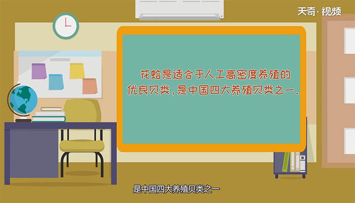 花蛤是淡水还是海水 花蛤生活在是淡水还是海水