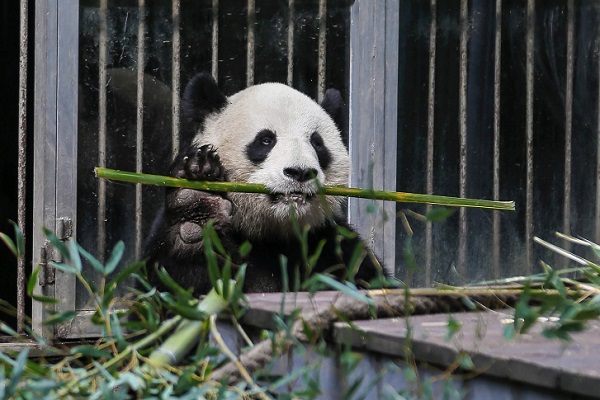 大熊猫为什么被视为中国的国宝。 熊猫为什么是国宝