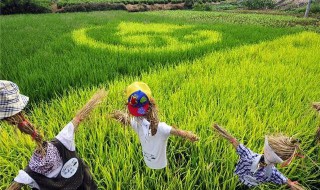 旱稻施肥的正确方法（旱稻施肥的正确方法是什么）