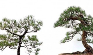 松树的养殖方法详解（松树的养殖方法详解视频）