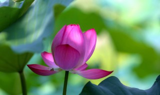 荷花的瓶养方法 荷花插瓶子怎么养