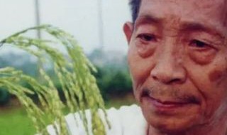 袁隆平怎么发现水稻的（袁隆平怎么发现水稻的发明水稻的）