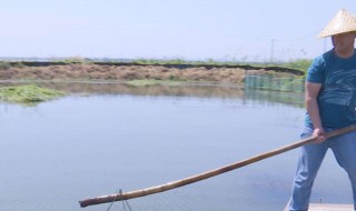 田里怎么养龙虾（稻田养龙虾怎么养）