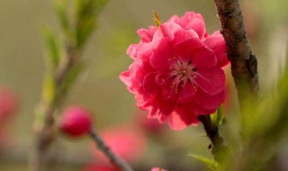怎么样桃花运会好（桃花运是不是不好）