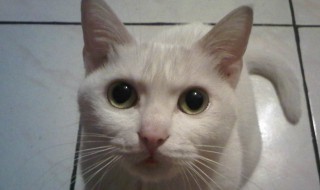 梦见猫是什么预兆 梦见猫是什么预兆 女性周公解梦