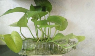 废品变成宝怎么做简单作品（废品变成宝简单手工）