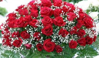 玫瑰花包装方法（玫瑰花包装方法图片）