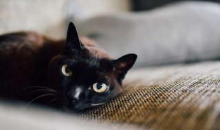 梦见猫进家里好吗 梦见猫进家里好吗预兆