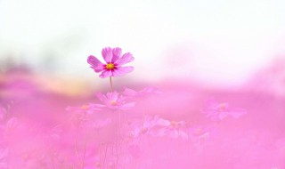 格桑花花语美句（描写格桑花花语）