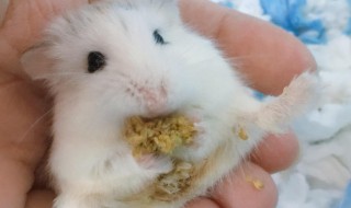 被仓鼠咬了怎么办（被仓鼠咬了怎么办?）