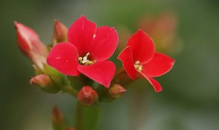 10大吉利花 10大吉利花米兰怎么养