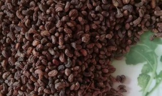 女贞子的食用方法（新鲜女贞子的食用方法）