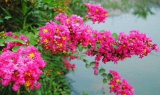 痒痒树花有什么功效 痒痒树的功效