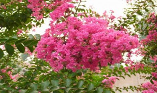 紫薇为啥又叫痒痒树（紫薇树为什么又叫痒痒树）