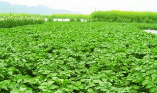 儿菜种植时间和方法 四川儿菜种植时间和方法