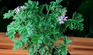 八种适合放室内的驱蚊植物 室内养什么植物可以驱蚊最好