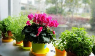 芙蓉花浇水的正确方法（芙蓉开花时怎么浇水）
