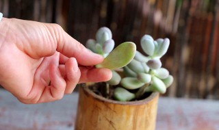 多肉巧克力的养殖方法和注意事项 巧克力多肉植物的养殖方法