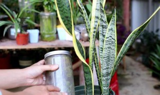 虎尾兰浇水要注意事项 虎尾兰种植后要浇水吗