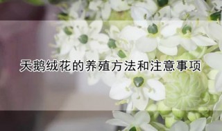 天鹅绒花的养殖方法和注意事项（天鹅绒花的养殖方法和注意事项视频）