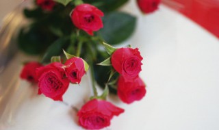 玫瑰花花苞下垂怎么办（玫瑰花苞垂下来是怎么回事）