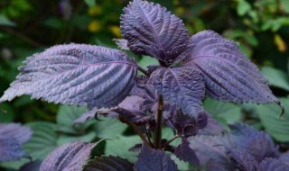 紫苏种子怎么种植方法 紫苏种子种植方法和时间