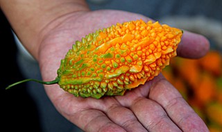 金癞瓜的种植方法和时间 金癞瓜的种植方法和时间视频